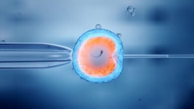 Imagen de un embrión en desarrollo