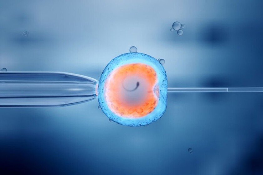 Imagen de un embrión en desarrollo