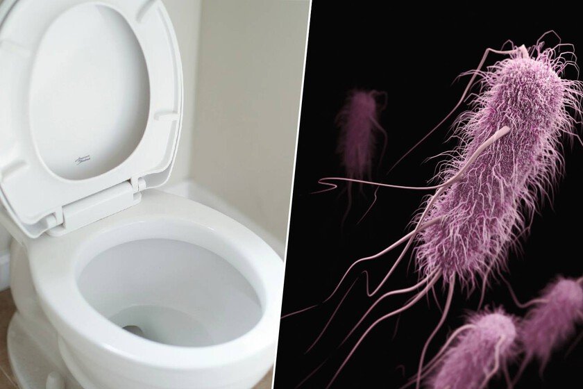 Inodoro y bacterias