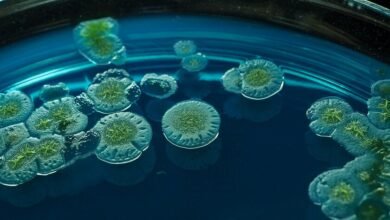 Imagen de un hongo bajo el microscopio