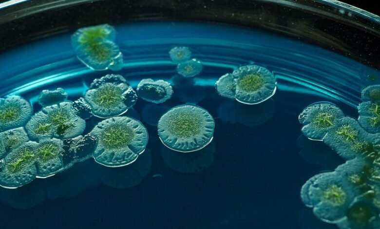 Imagen de un hongo bajo el microscopio