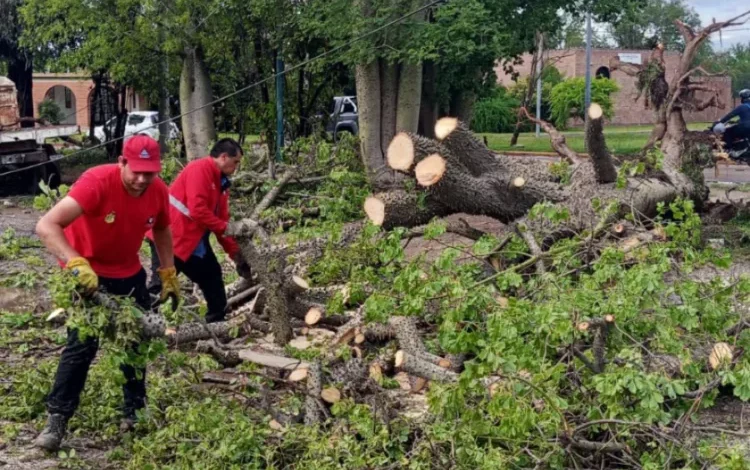 Imágenes de la tormenta en Córdoba, con árboles caídos y calles anegadas