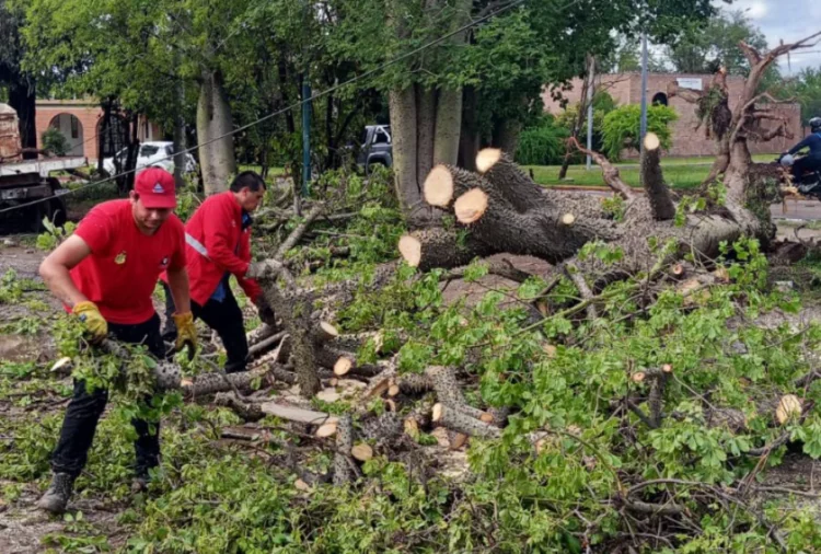 Imágenes de la tormenta en Córdoba, con árboles caídos y calles anegadas