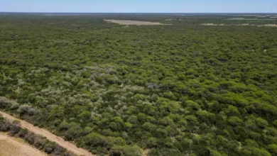 Especie de Caldén en su hábitat natural