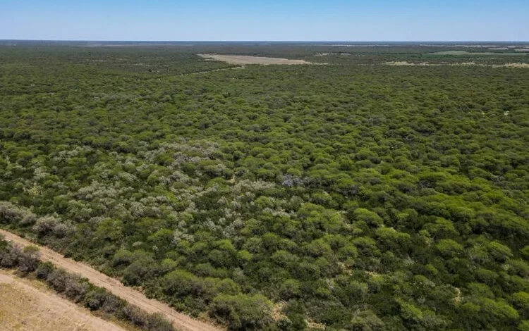 Especie de Caldén en su hábitat natural