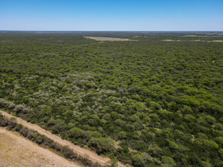 Especie de Caldén en su hábitat natural