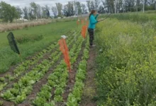 Plantas de lechuga con deformaciones y enrulamiento de hojas debido a la deriva de herbicidas