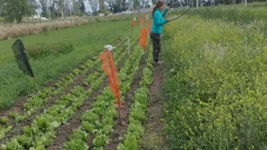 Plantas de lechuga con deformaciones y enrulamiento de hojas debido a la deriva de herbicidas