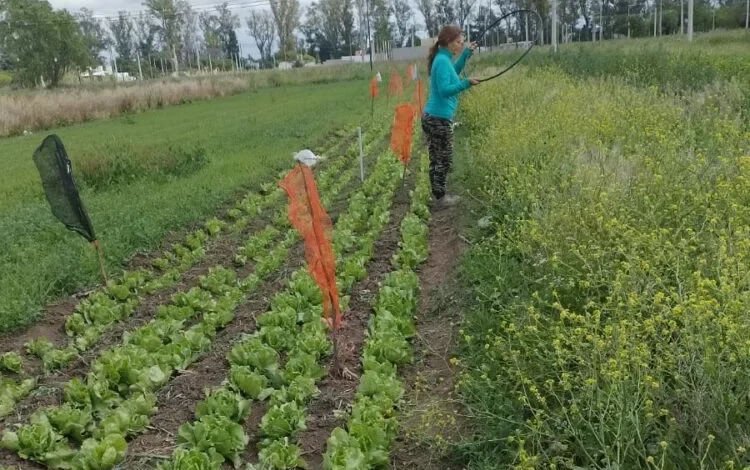 Plantas de lechuga con deformaciones y enrulamiento de hojas debido a la deriva de herbicidas