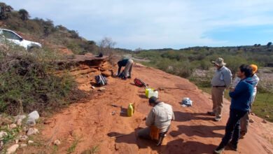 Imagen del fragmento óseo fósil encontrado en Córdoba
