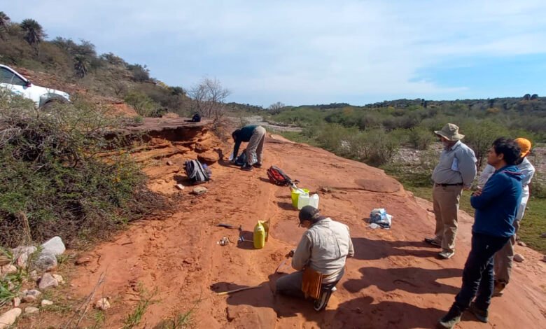 Imagen del fragmento óseo fósil encontrado en Córdoba