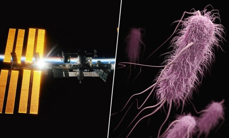 Imagen de una bacteria vista al microscopio