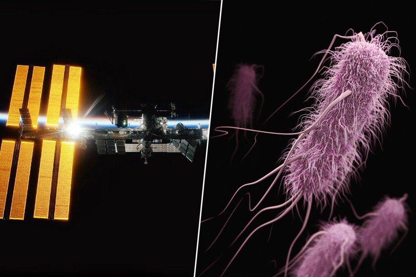 Imagen de una bacteria vista al microscopio