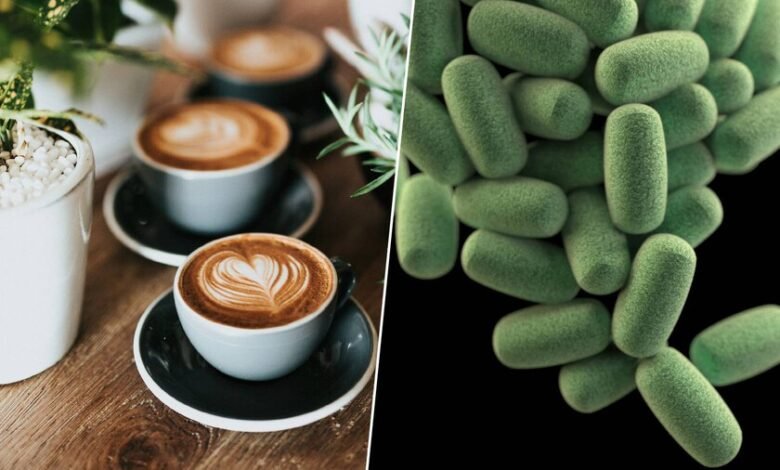 El café y la microbiota tienen una conexión muy estrecha