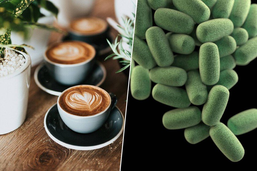 El café y la microbiota tienen una conexión muy estrecha