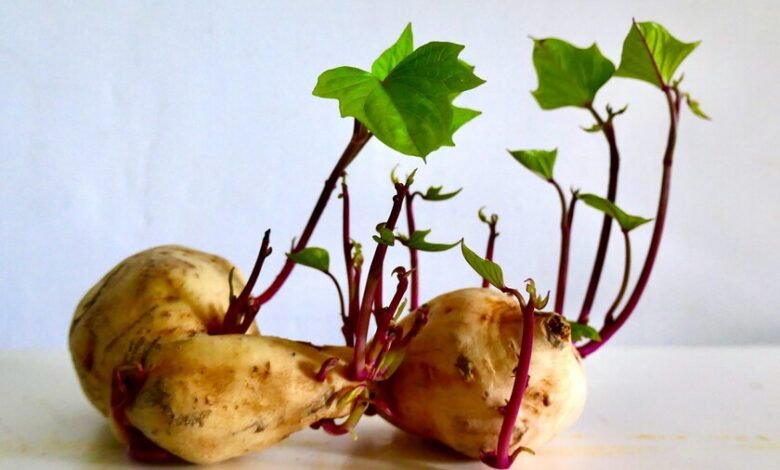 Patata con brotes verdes y zonas oscuras