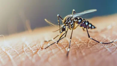 Mosquito Aedes aegypti, transmisor del dengue, chikungunya y zika
