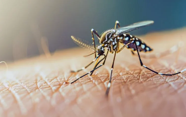 Mosquito Aedes aegypti, transmisor del dengue, chikungunya y zika