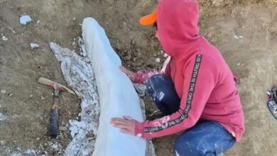 Imagen del colmillo fósil de Notiomastodon platensis descubierto en Miramar