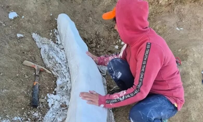 Imagen del colmillo fósil de Notiomastodon platensis descubierto en Miramar