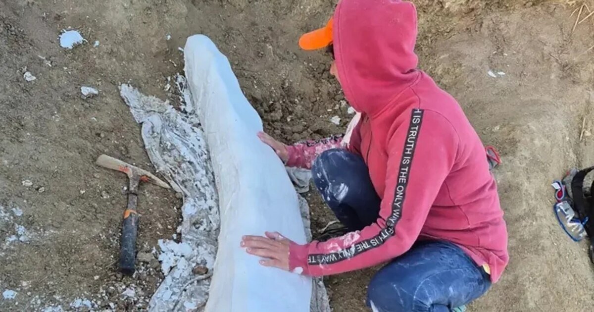 Imagen del colmillo fósil de Notiomastodon platensis descubierto en Miramar