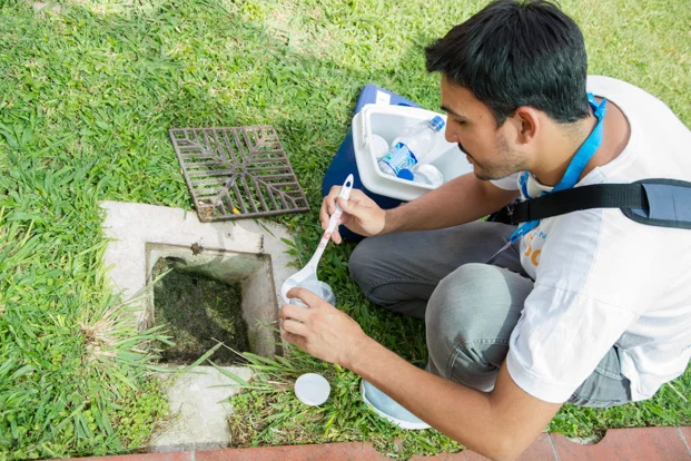 Imagen de un mosquito Aedes aegypti, vector de transmisión del dengue, zika y chikungunya