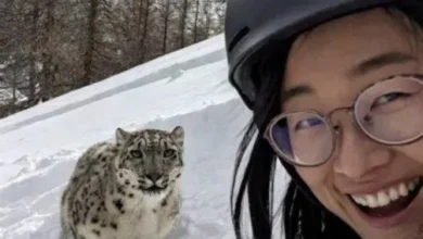 Leopardo de las nieves en China