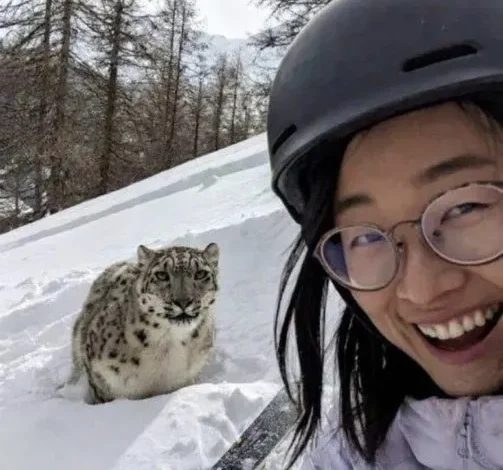 Leopardo de las nieves en China