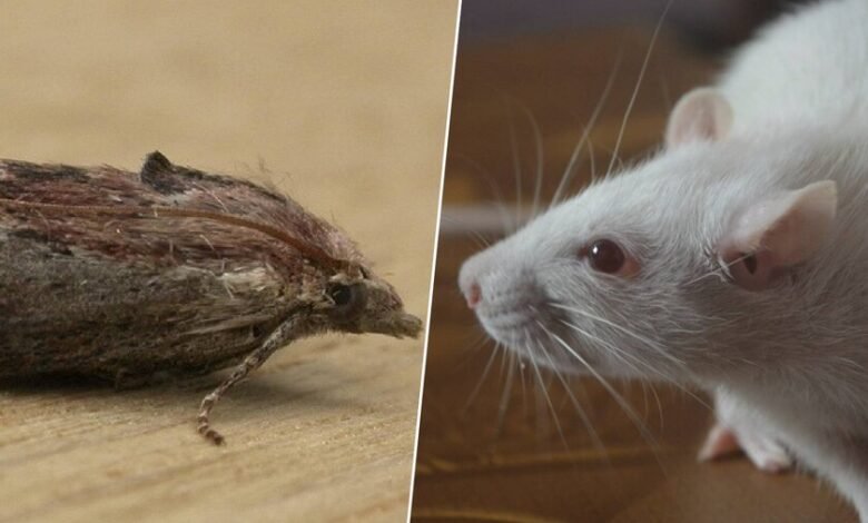 Imágenes de larvas de polilla bajo un microscopio