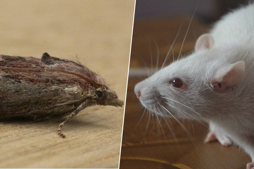 Imágenes de larvas de polilla bajo un microscopio