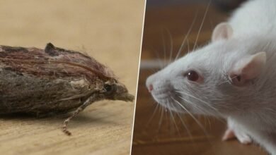 Imagen de una polilla de la cena