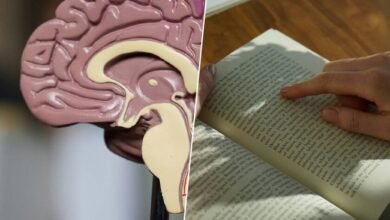 Cerebro Lectura