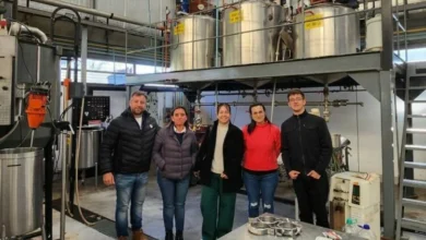 Imagen de un árbol de brea en el bosque nativo
