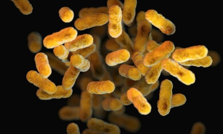 Imagen de una bacteria bajo el microscopio