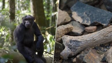 Fémur fosilizado de 7,2 millones de años