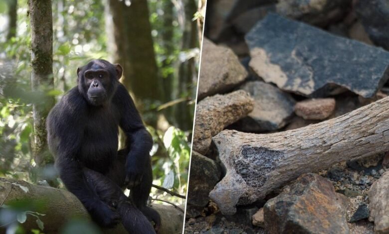 Fósil de 7,2 millones de años descubierto en Bulgaria