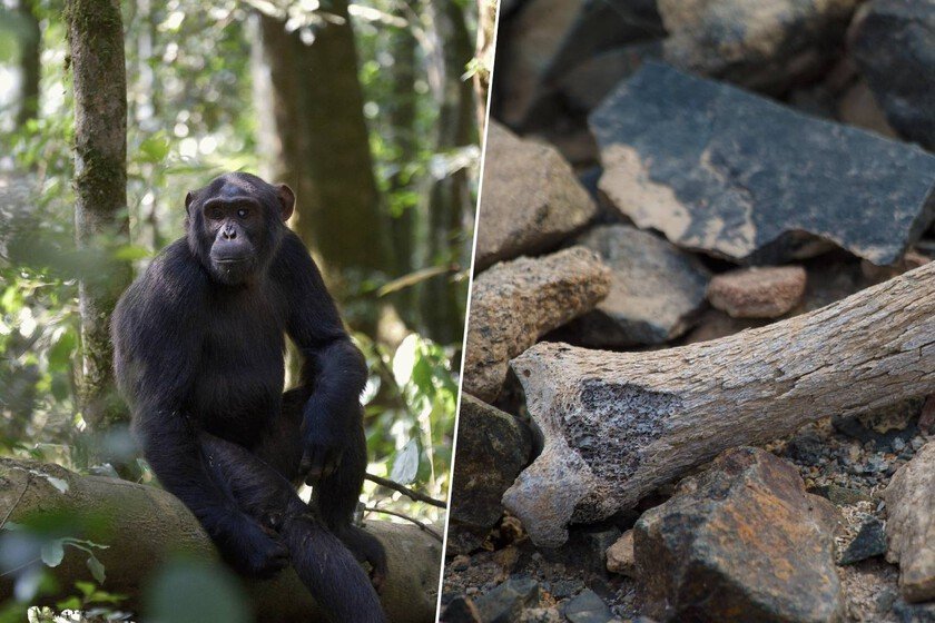 Fósil de 7,2 millones de años descubierto en Bulgaria