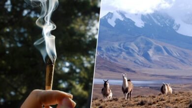 Pipa de hueso de puma con restos de alucinógenos