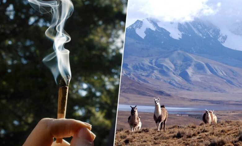 Pipa de hueso de puma con restos de alucinógenos