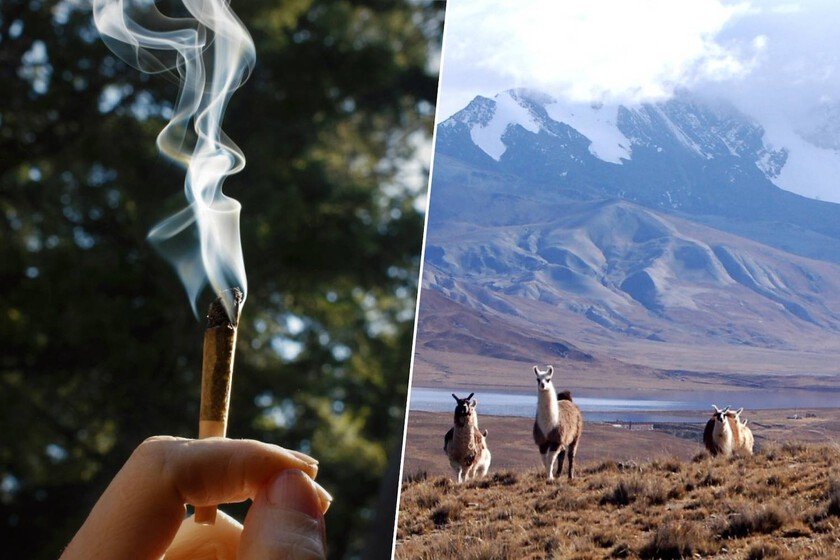 Pipa de hueso de puma con restos de alucinógenos