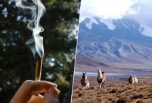 Pipa de hueso de puma con restos de alcaloide