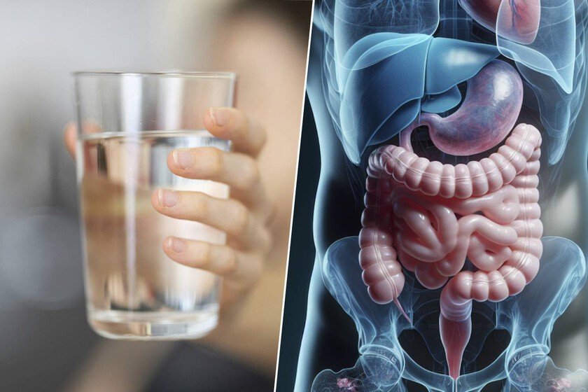 Ilustración de un estómago saludable con agua y alimentos