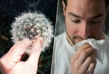 La tormenta perfecta: lluvias y calor alargan la temporada de alergias en España