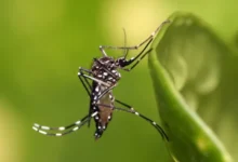 Imagen de un mosquito Aedes aegypti, vector del dengue