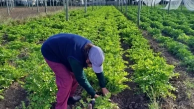 Huerta en casa con variedades de verduras frescas