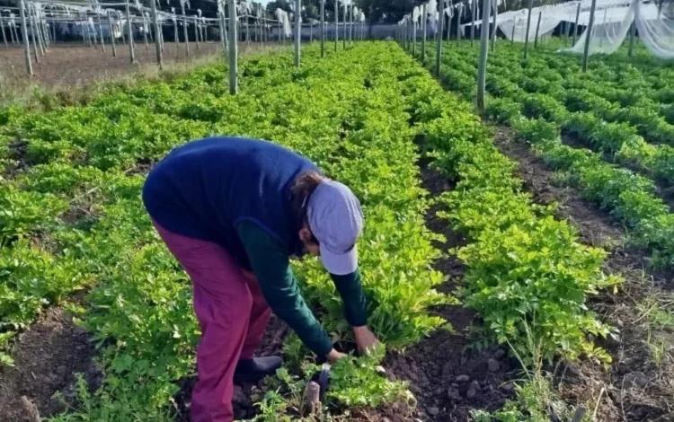 Huerta en casa con variedades de verduras frescas