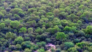 Bosque nativo en Córdoba