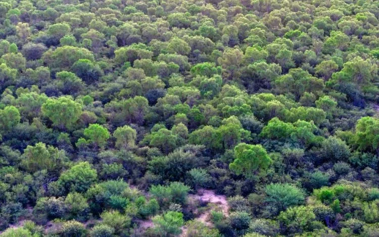 Bosque nativo en Córdoba