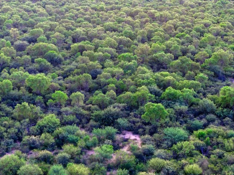 Bosque nativo en Córdoba