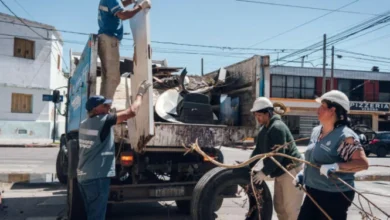 Imagen de un mosquito Aedes aegypti, transmisor del dengue